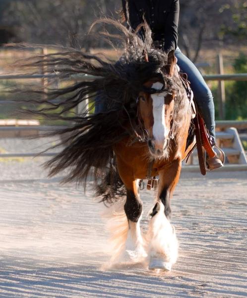 Morning Star Ranch