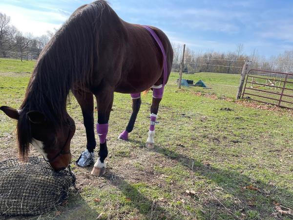 Heather Pankhurst Equine First Aid