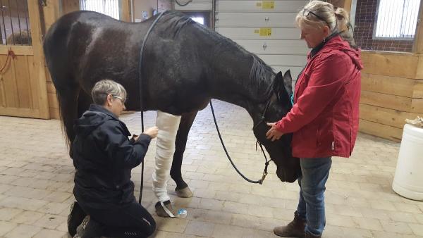 Heather Pankhurst Equine First Aid