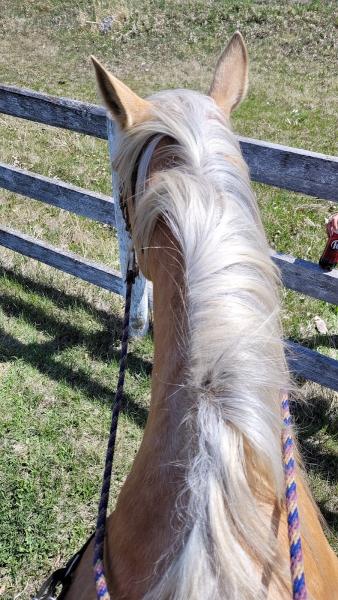 Eastgate Saddle Club (Equestrian Park)