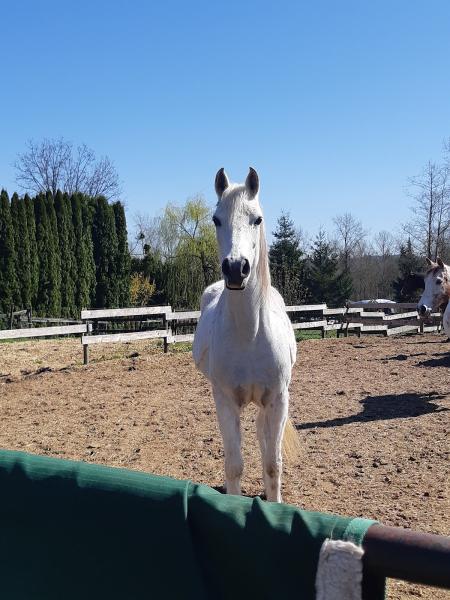 Stave Falls Riding Stables