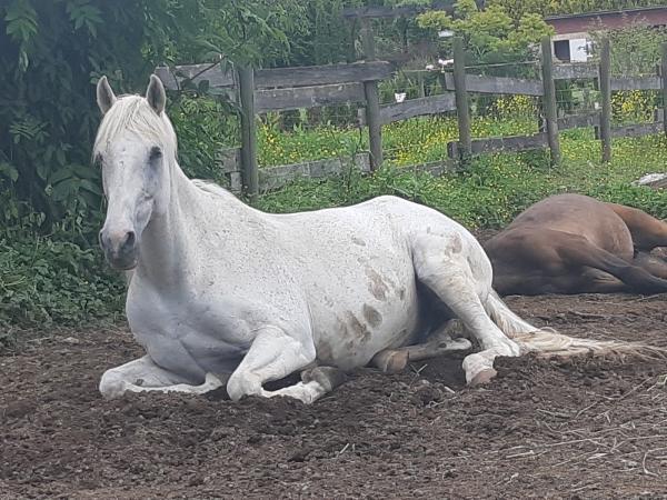 Stave Falls Riding Stables