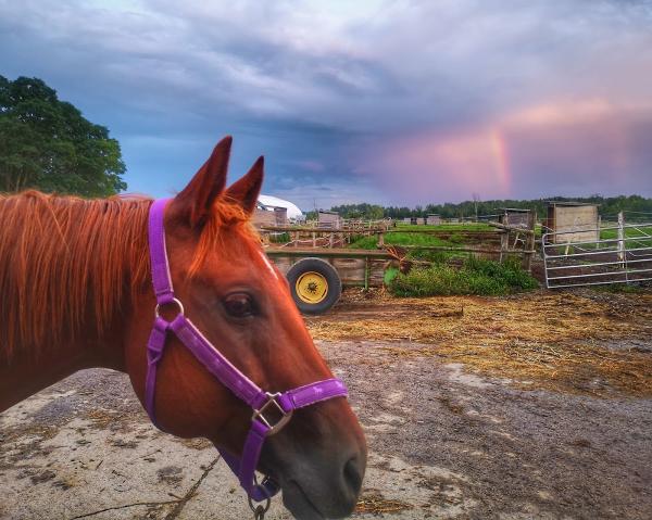 Lilac Lane Equestrian