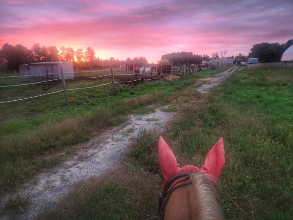 Lilac Lane Equestrian