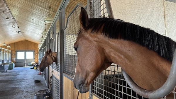 Chris Delia Stables