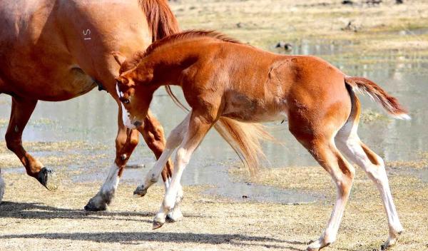 Saddle Creek Ranch Ltd