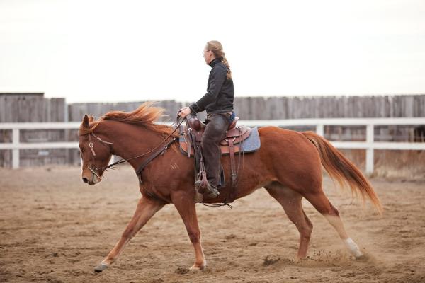 Wendy Walker Horse Training