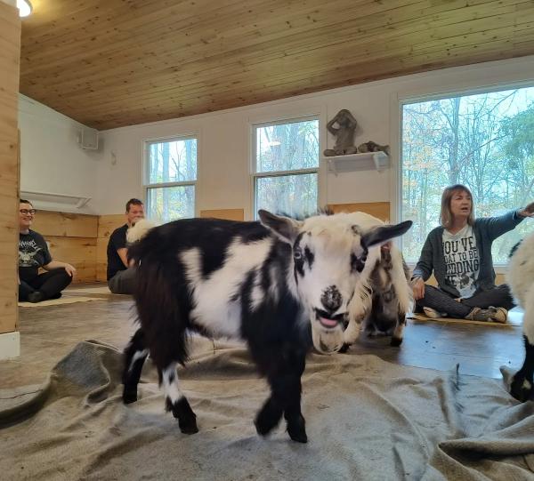 Laughing Goat Yoga Studio