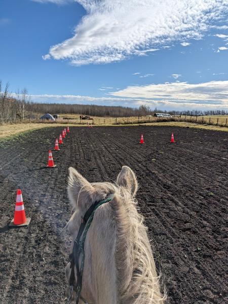 Coal Lake Stables