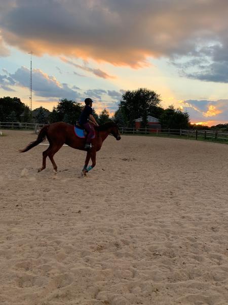 Hse Stables