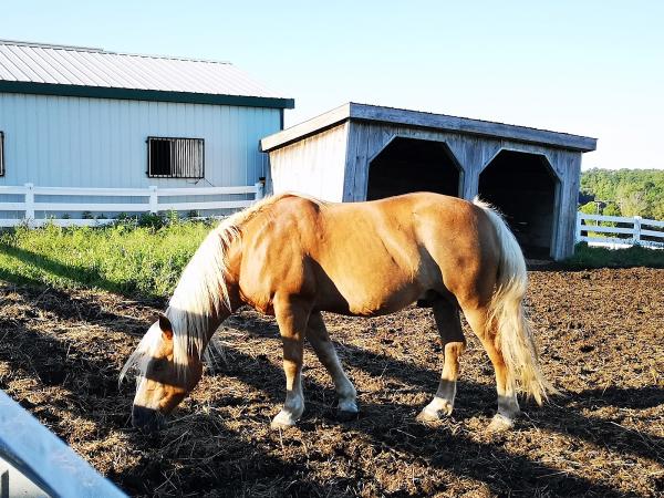 Plover Mills Farms Inc