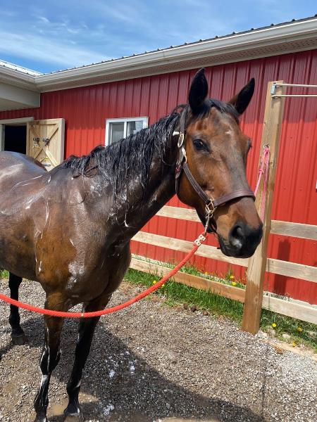 New Beginnings Equine Stables