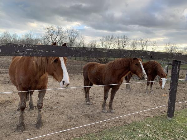 Horseshoe J Dude Ranch