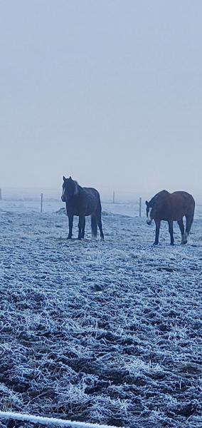 St Andrews Stables