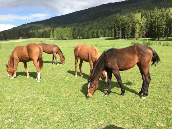 Teixeira Performance Stables