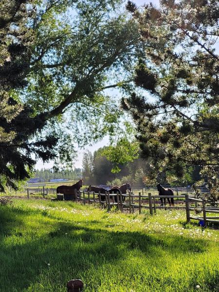 Willow Grove Stables