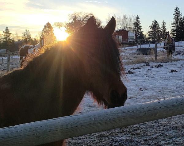 Willow Grove Stables