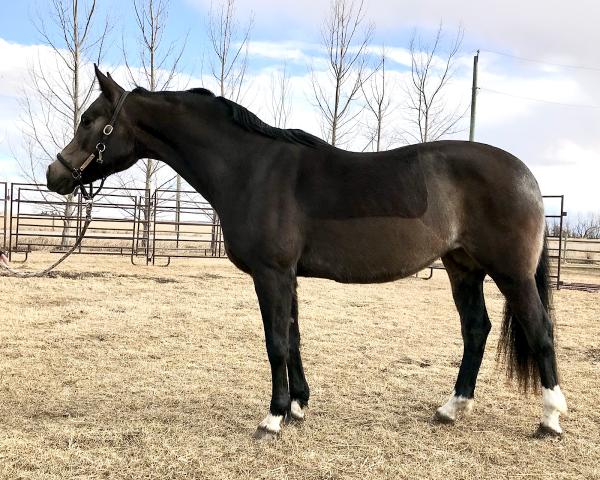 Wheatland Equestrian