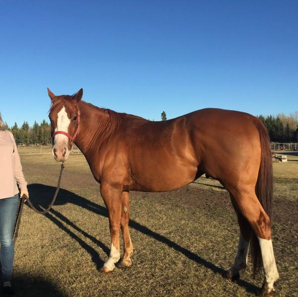 Moose Hill Ranch Equestrian Centre