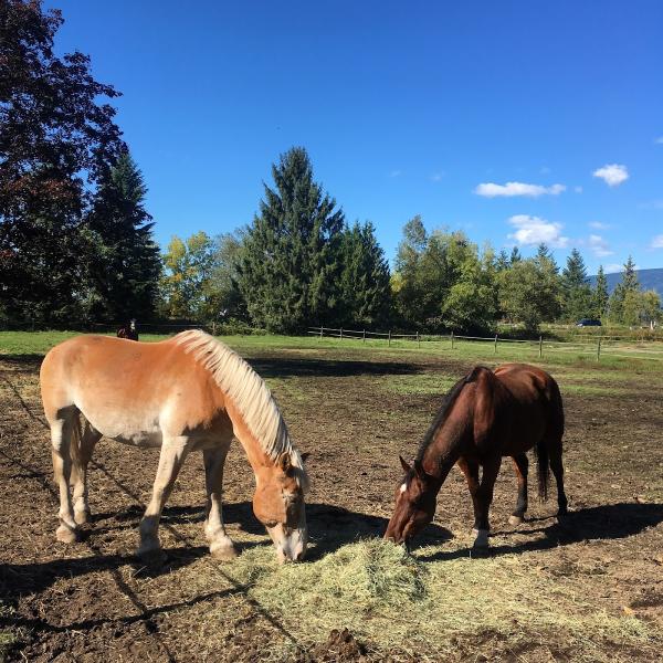 Seabrook Stables