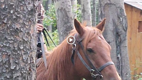 Trail Riders of the Canadian Rockies