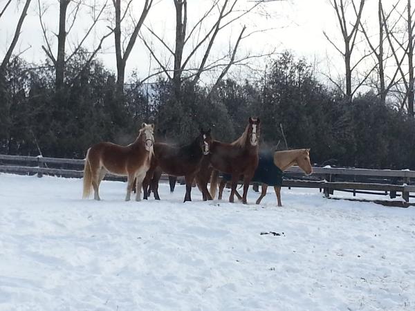 Fire Fly Stables