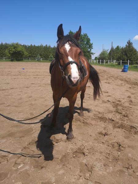 Fire Fly Stables