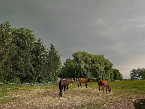 Whitchurch Equestrian