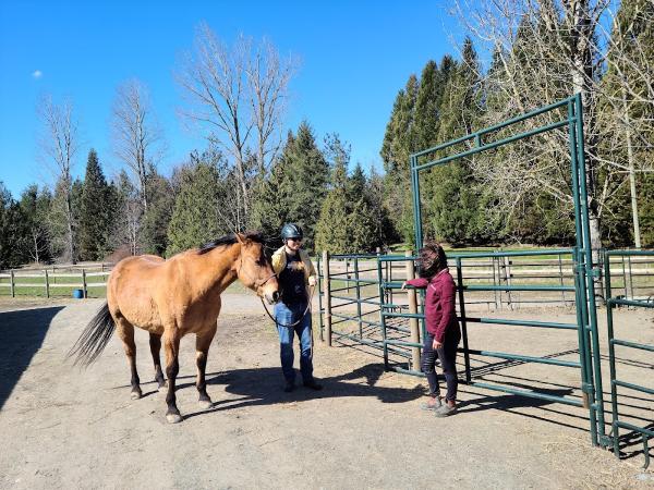 Discovery Equine at Cheam Stables