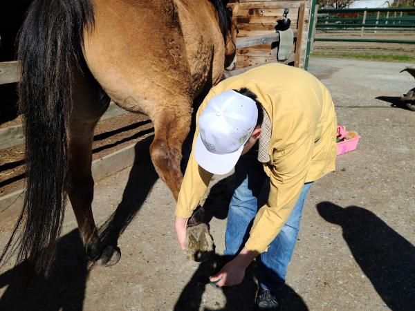 Discovery Equine at Cheam Stables