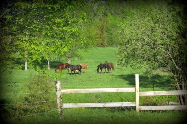 Foundation Equestrian Red Robin