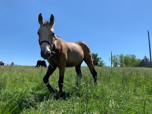 Phoenix Hill Equestrian