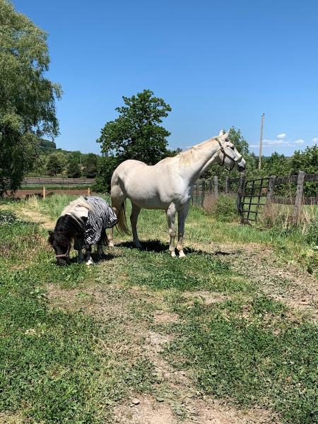 Phoenix Hill Equestrian