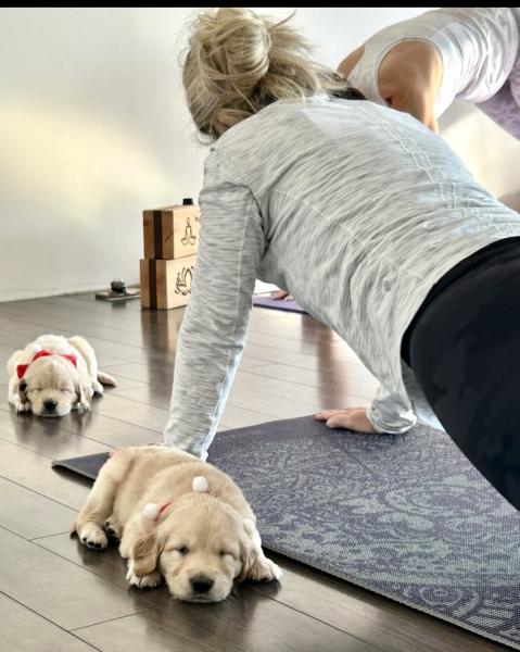 Muskoka Puppy Yoga