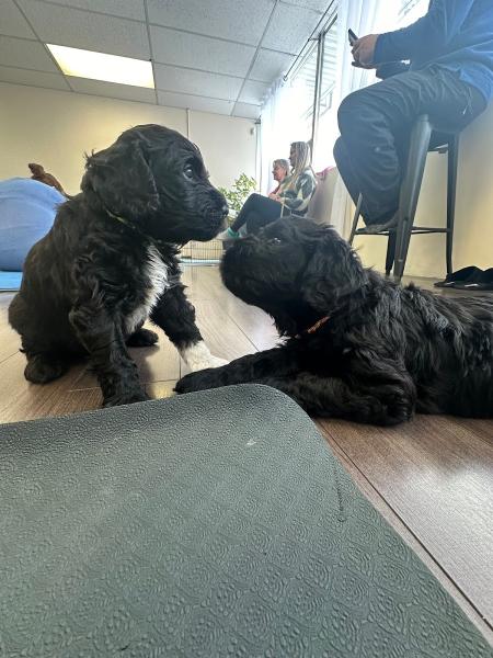 Muskoka Puppy Yoga