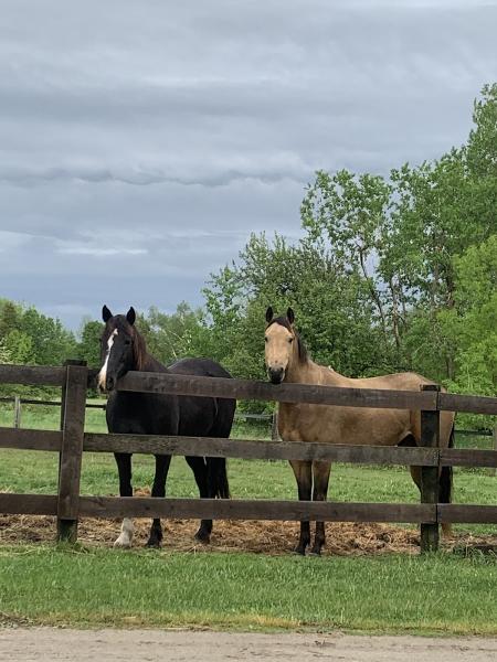 Bridlewood Equestrian