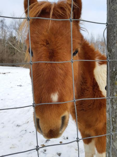 Sandhill Stables Horses Boarded