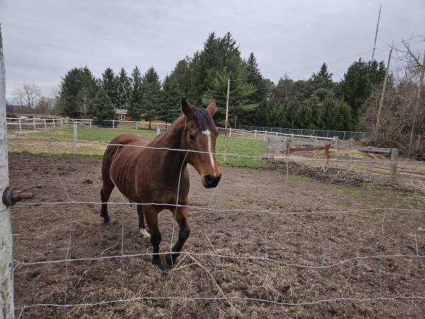 Sandhill Stables Horses Boarded