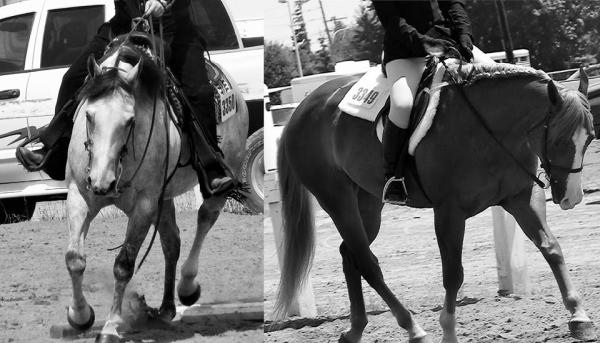 Equestrian Center & Services Équestres l'Héritage