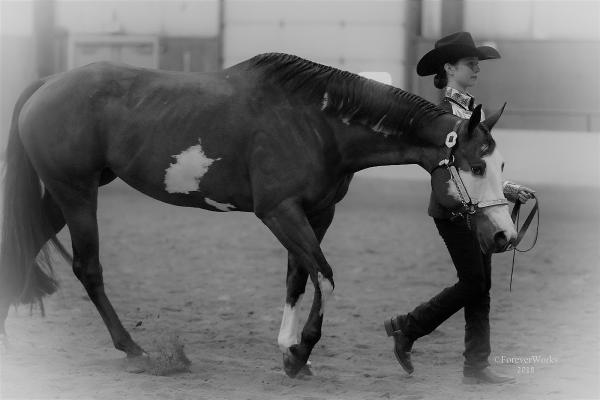 Triple d Quarter Horses