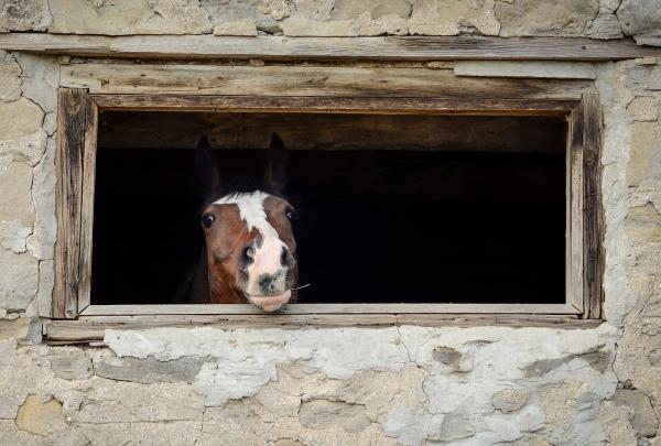 Old Orchard Farm