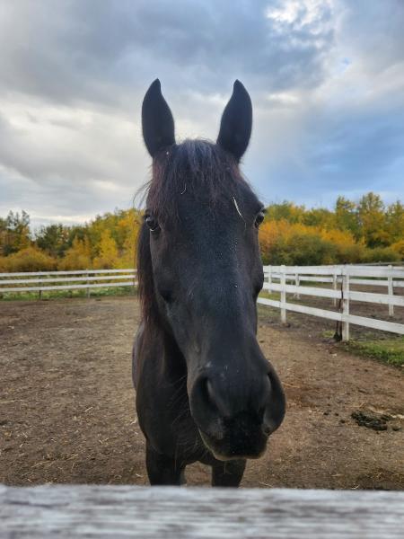 Big Island Stables