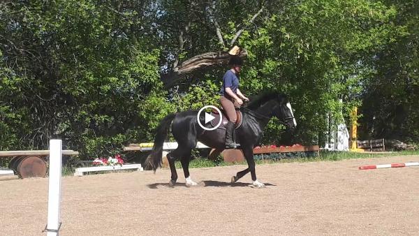 Copper T Warmblood Stables
