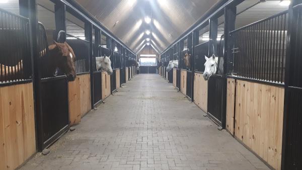 Benchmark Equestrian