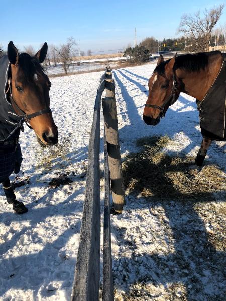 Benchmark Equestrian