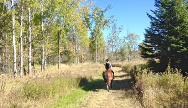 Meadowvale Farm Equestrian Centre