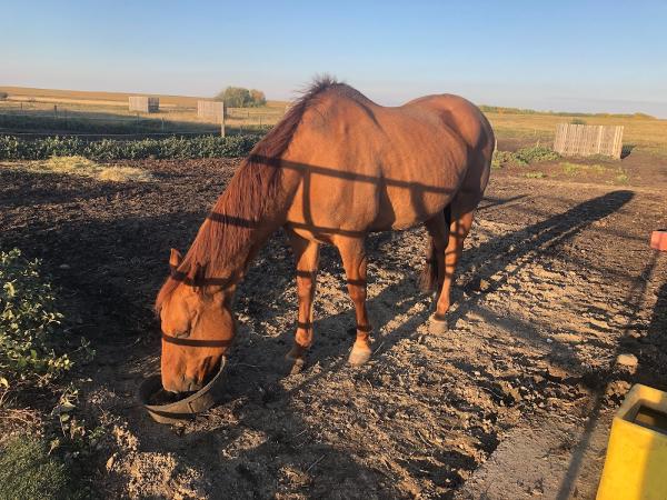 Sweetgrass Stables