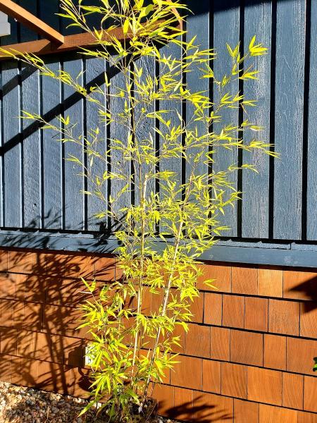 Sadhana Yoga and Massage Therapy