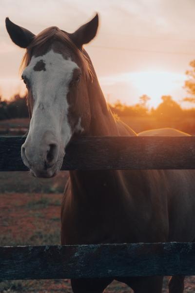 Greenfield Stables