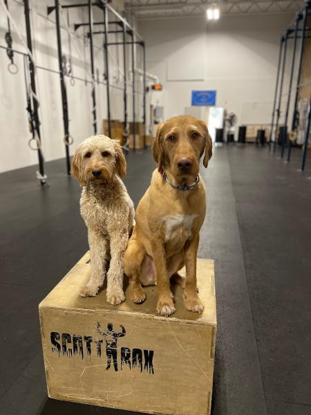 Crossfit Elevate (Formerly Bedrock Crossfit)